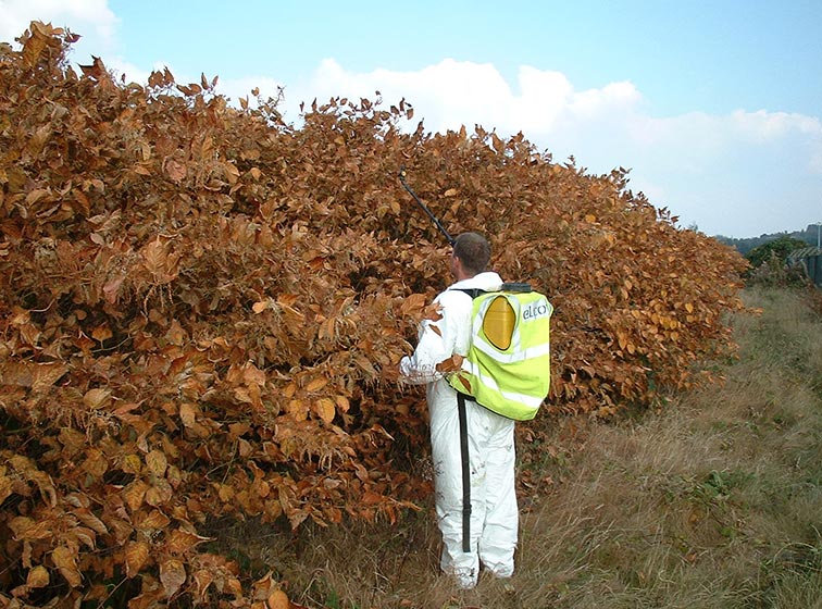 japanese-knotweed-management-plan