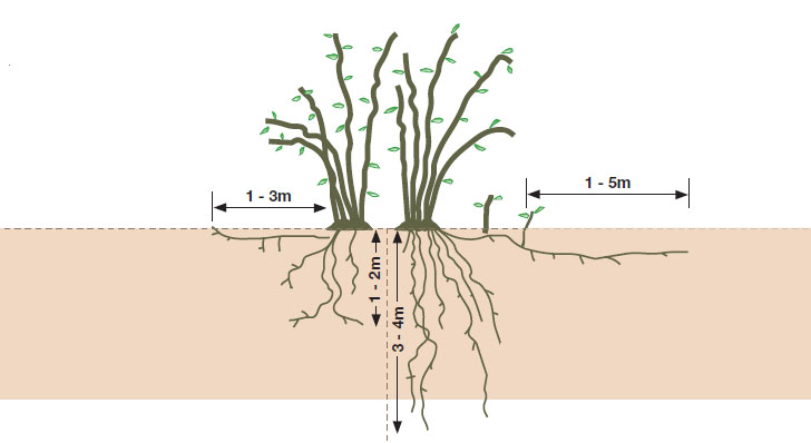 rhizome