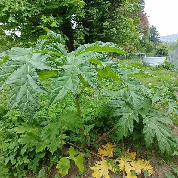 P3 Giant Hogweed